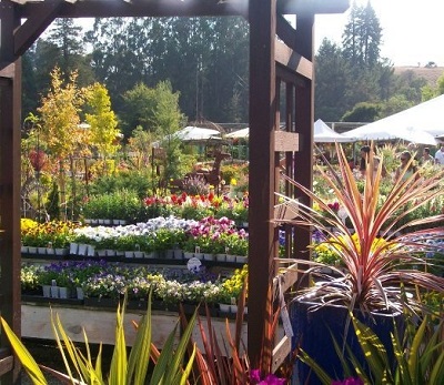 Alladin Nursery & Gift Shop